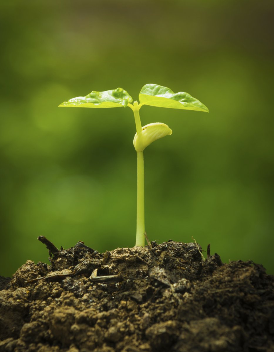 Productos 100% Naturales